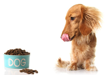 Choosing Healthy Foods For Your Dog